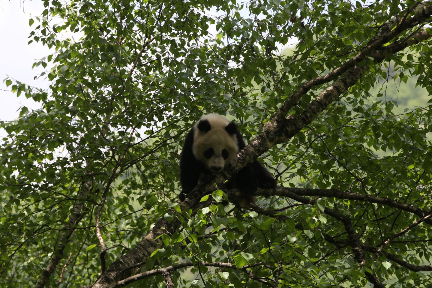 Pandas Spend Less Energy to Afford Bamboo Diet (8 of 8)