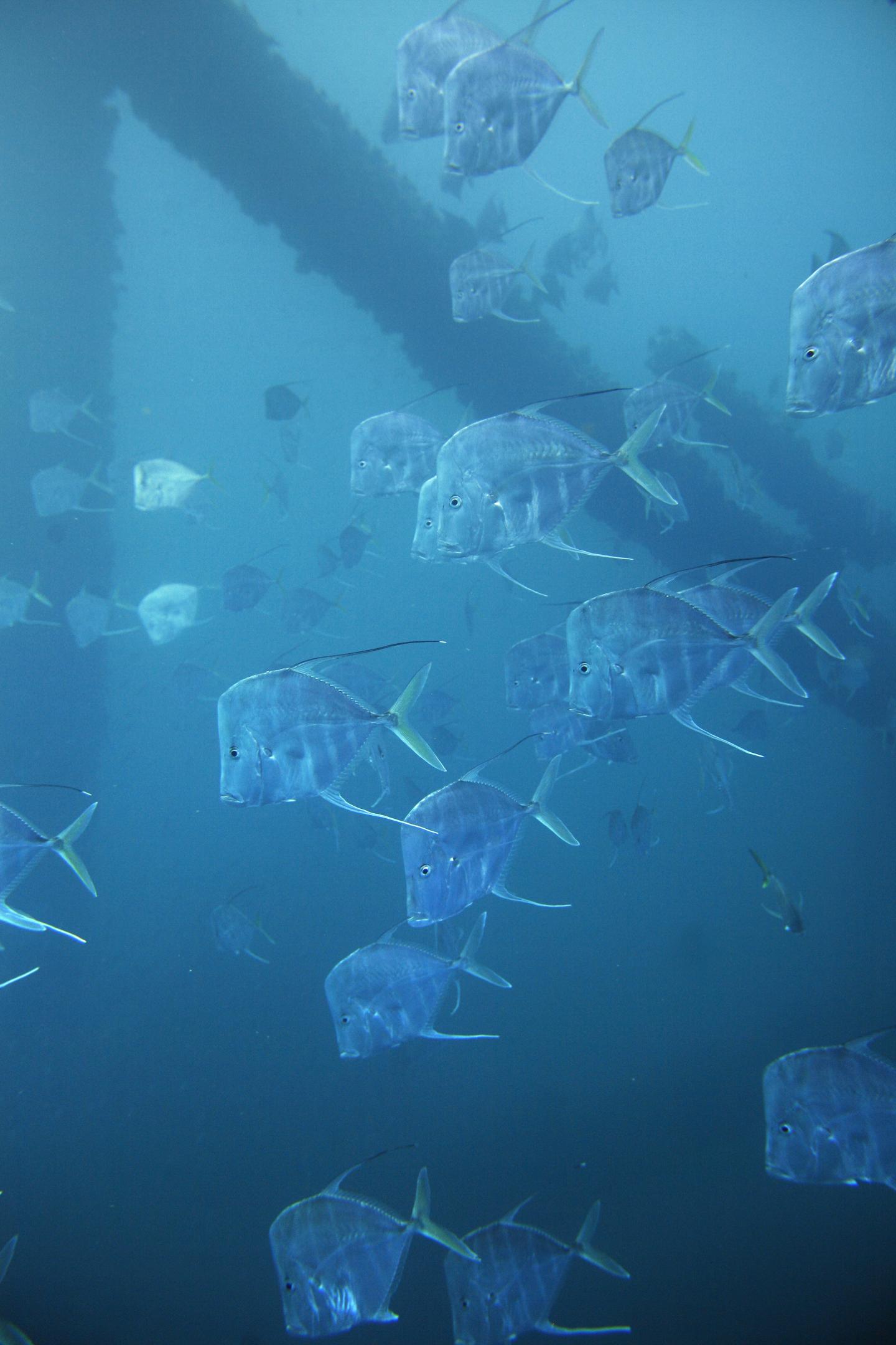 Fish in the Open Ocean Use Polarized Light for Camouflage