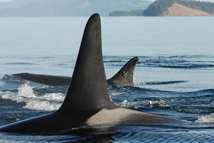 An adult male with travelling with its post-reproductive mother