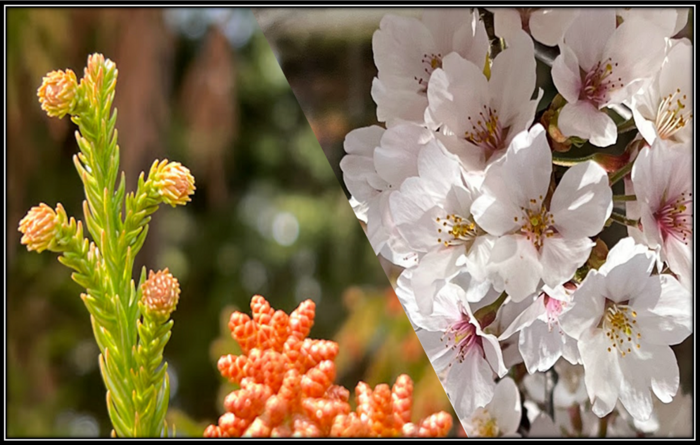Japanese cedar and flowering cherry.