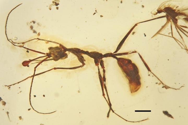 <em>Ceratomyrmex ellenbergeri</em>