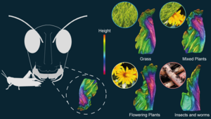 Grasshopper Mandible Scans