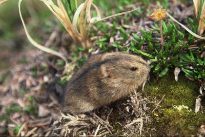 Lessons from lemmings: Ecosystem disruptions can have cascading effects on  species - WWF Arctic