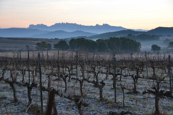 Viñedos ecológicos 