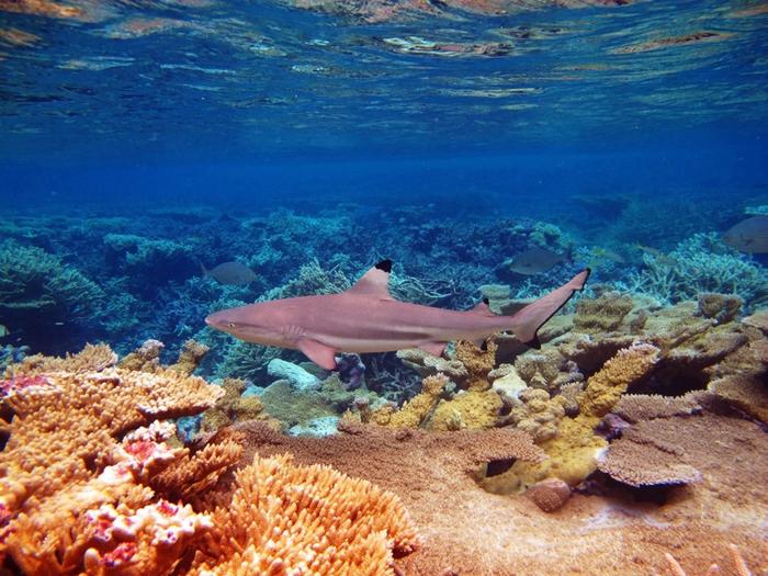 Ocean current comes to the rescue for Pacific island reefs