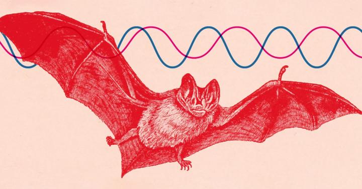 Bat Echoes [IMAGE] | EurekAlert! Science News Releases