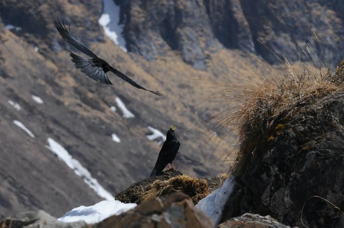 Alpine chough