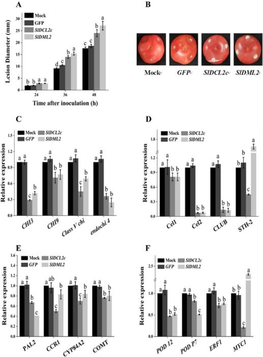 Dicer-like protein DCL2c regulates host defense in tomato fruit against gray mold.