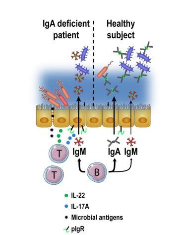 Microbial ecology perturbation in human IgA deficiency