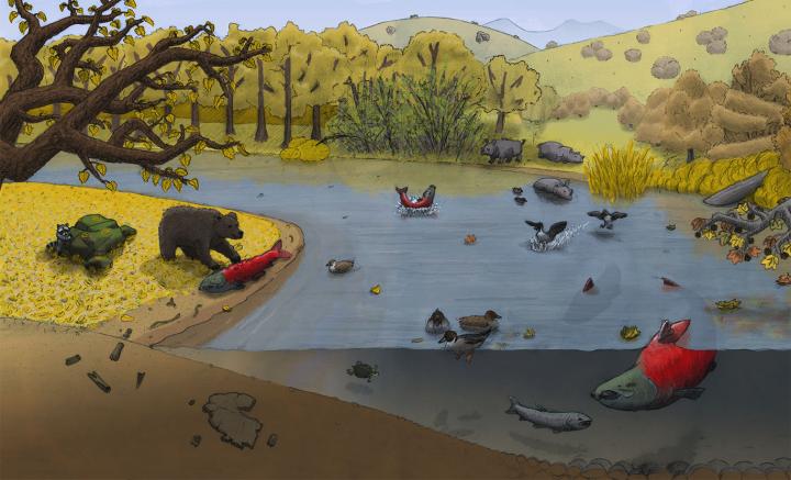 Salmon in 'Proto-Tuolumne River'