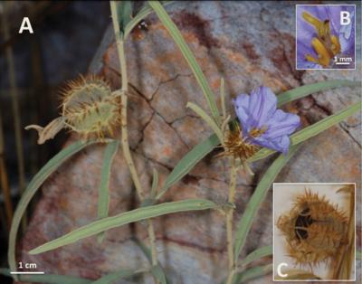 <i>Solanum cowiei</i>