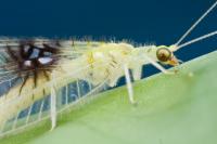 Adult Green Lacewing (2 of 2)