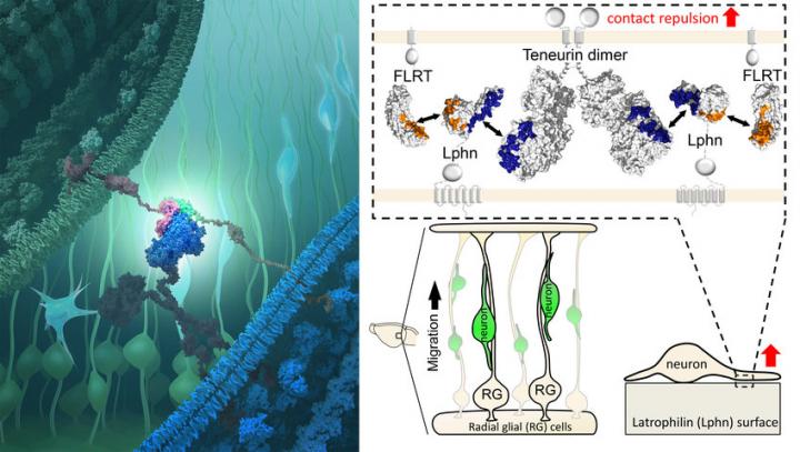 Shaping the Social Networks of Neurons