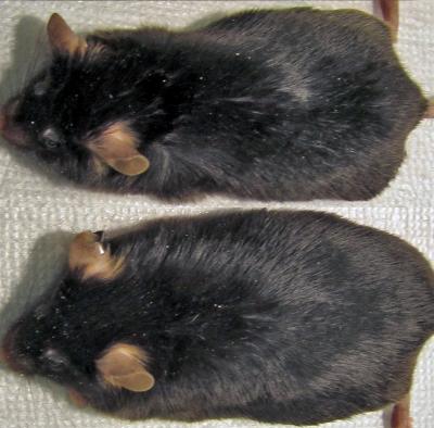 Normal Sleep and Sleep Fragmented Mice