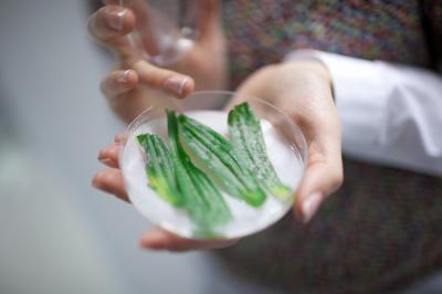 Podosphaera Plantaginis on Plantago Lanceolata Leaf