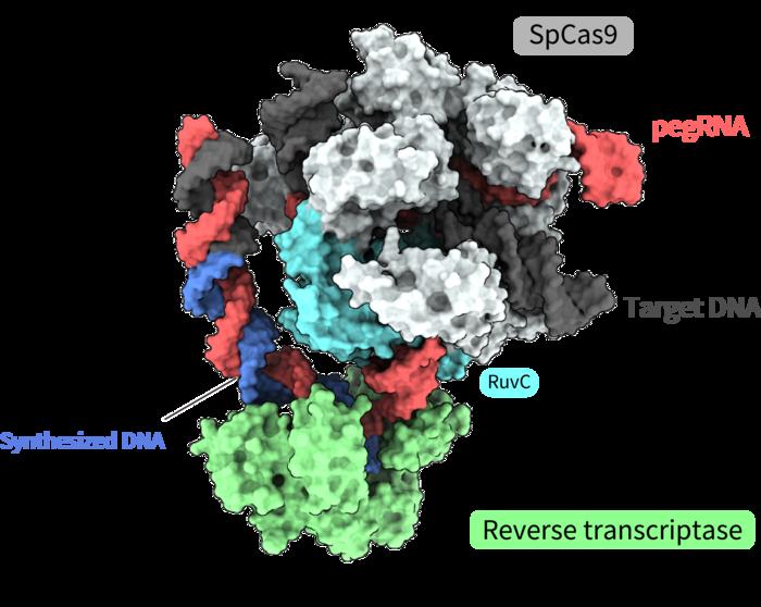 Overall structure of the prime editor complex