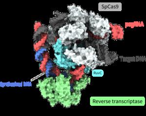 Overall structure of the prime editor complex