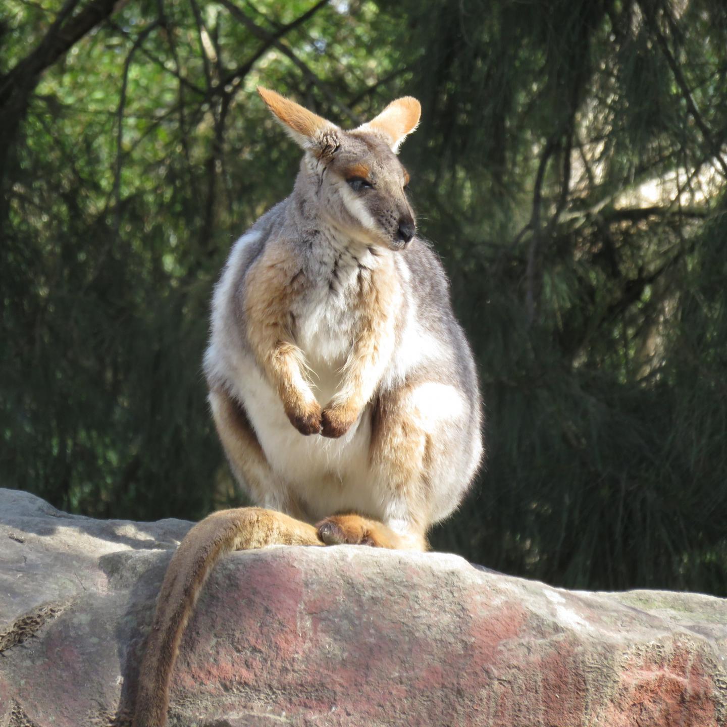 yellow-footed rock wallaby