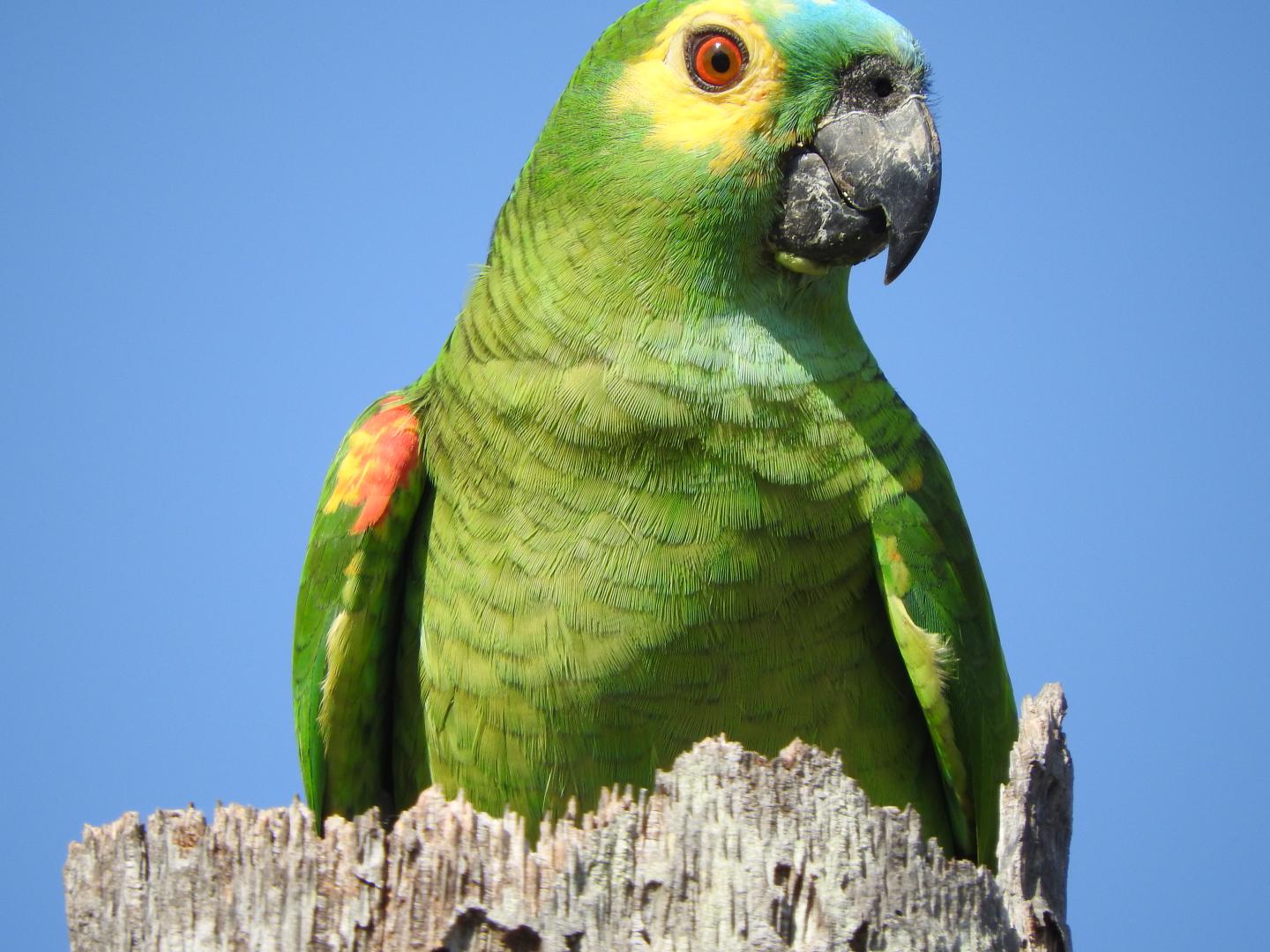 Blue-Fronted Amazon Parrot