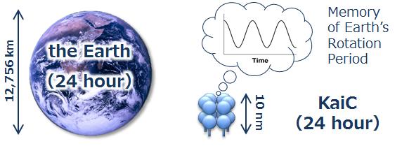 Earth and the Circadian Clock Protein KaiC