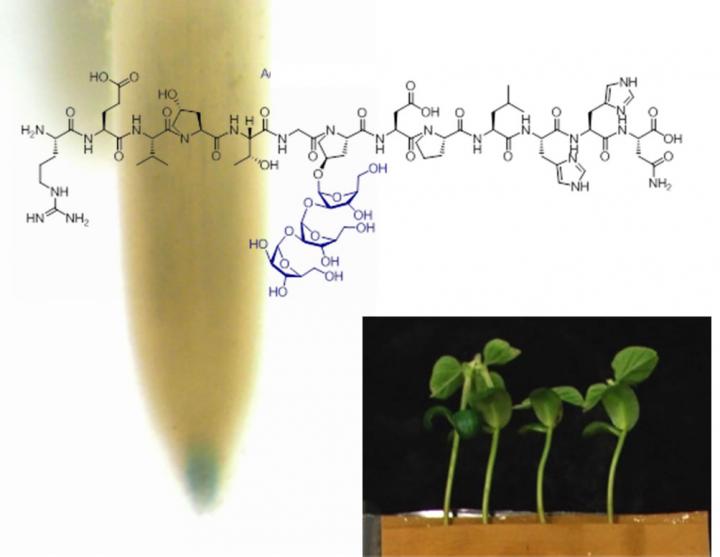 Modified Peptides Could Boost Plant Growth and Development