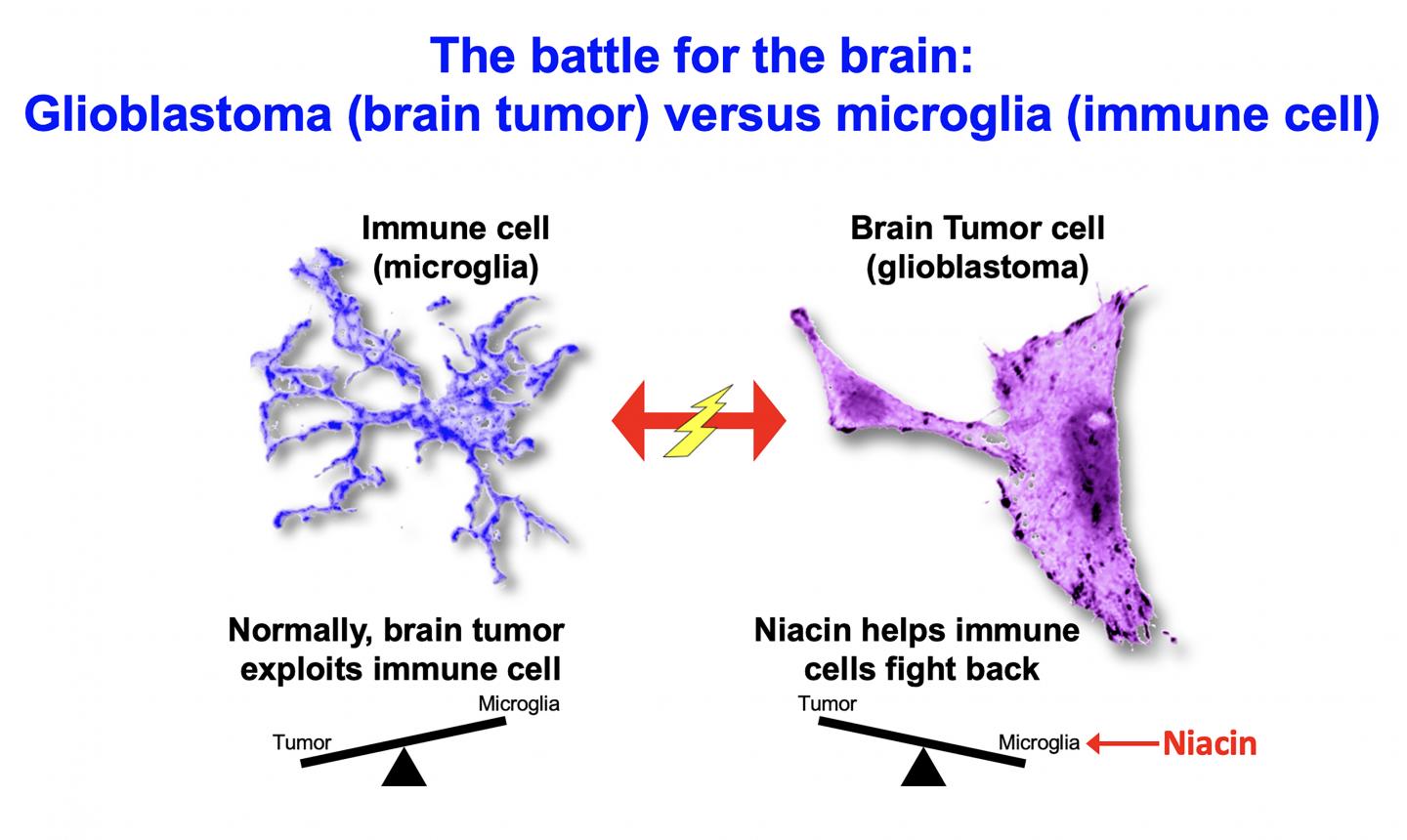 A Common Vitamin May Reprogram Immune Cells to Fight Aggressive Brain Tumors (4 of 4)