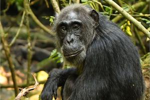 Female chimpanzee