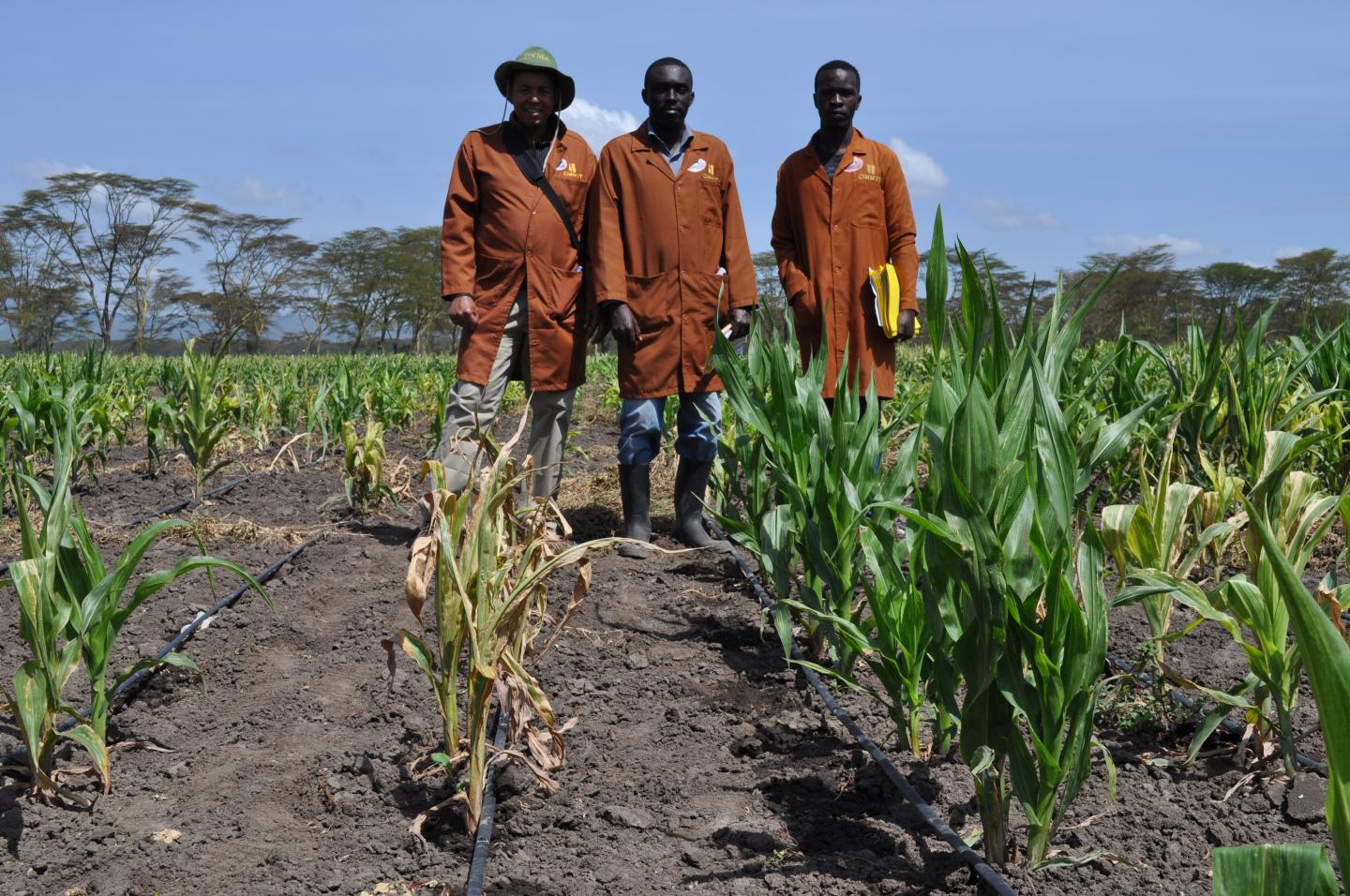 Breeding Maize that is Resistant to MLN