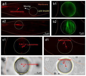 Figure 2 | Intracellular imaging of subcellular structures