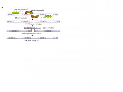 Genome Editing Using Zinc Finger Nucleases (ZFNs)