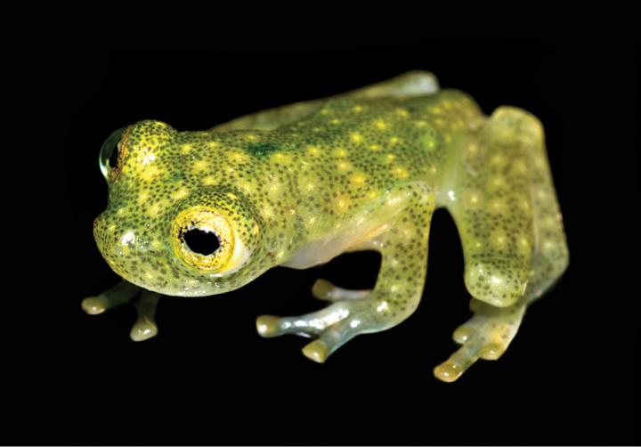 Juvenile of the New Glassfrog Species in Life