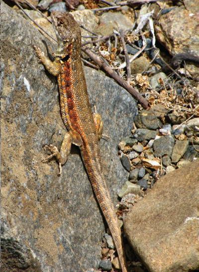 <i>Liolaemus atacamensis</i>