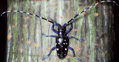 Adult Male Asian Longhorned Beetle (3 of 3)