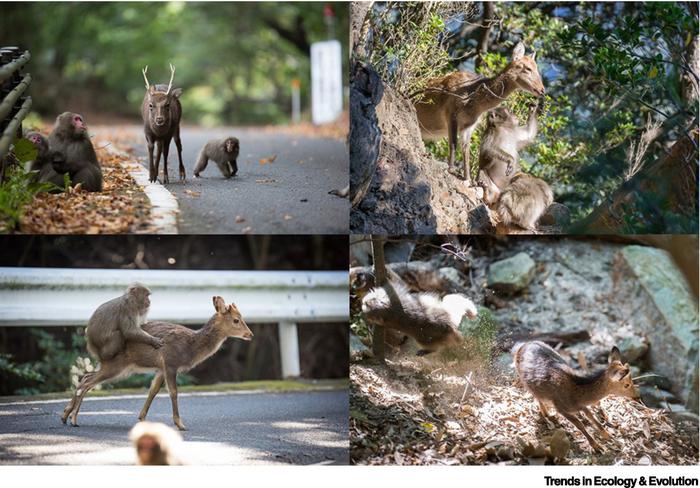 Interactions between Japanese macaques and Sika deer