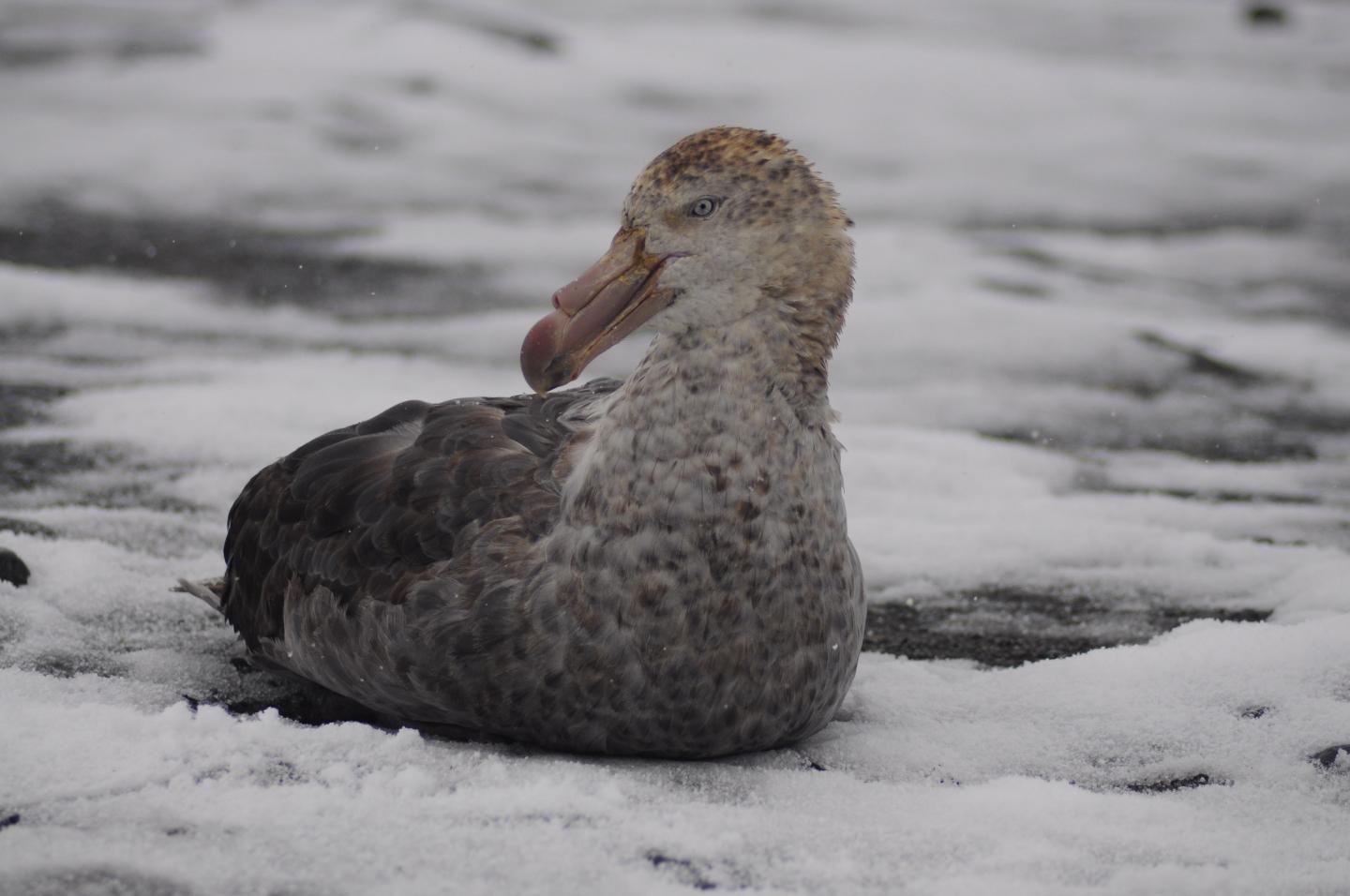 Northern Giant Petrels