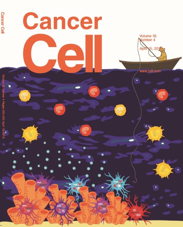 Immune Cells Key to Predicting Cancer Outcomes, Research Suggests