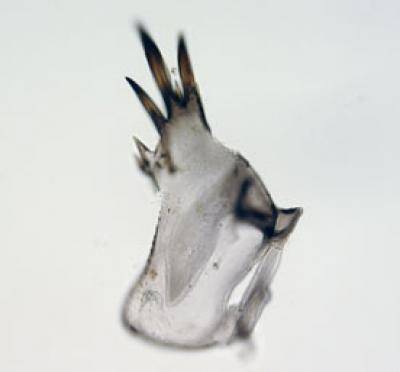 <I>Chaoborus</I> Midges