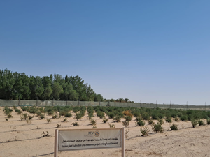 Jojoba plant cultivation at King Faisal University in Saudi Arabia