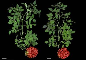 Tomato plants: the repair of the mutation leads to earlier fruit yield.