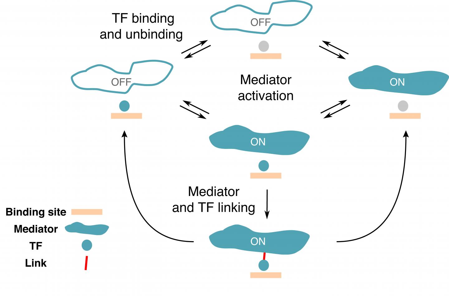 Kinetic scheme of the non-equilibrium model for a single binding site.