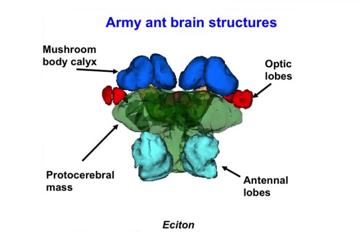 Brain Components of Ants
