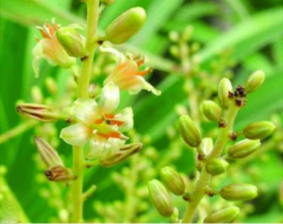 <i>Dracaena kaweesakii</i> (2 of 3)