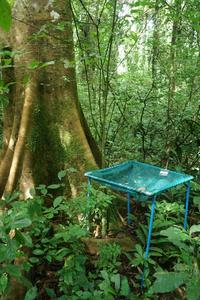 Litter collectors for monitoring litterfall in the Budongo Forest Experiment