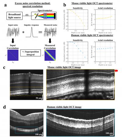 Excess Noise Characterization Helps to Improve Visible Light Optical Coherence Tomography (OCT)