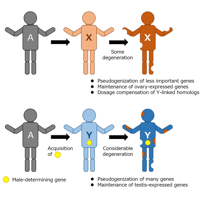 Universal Traits Spotted In Early Evolution O EurekAlert