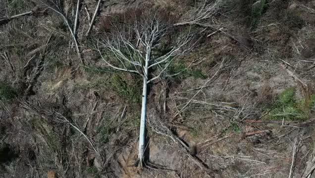 Drone Footage of Recently Deforested Land