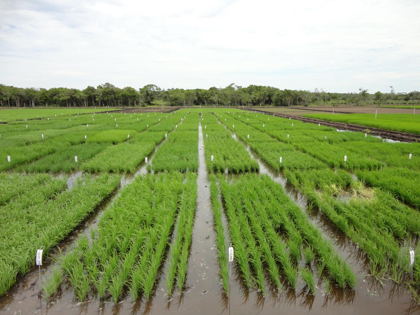 Rice Plots