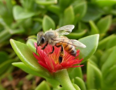African Honey Bee (1 of 2)