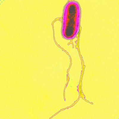 <i>Salmonella Typhi</i>