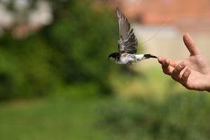 House martin tagged with an ATLAS transmitter